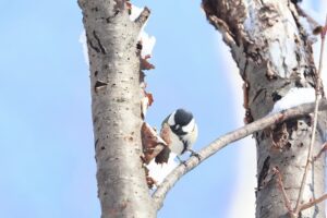 シジュウカラ2026年3月10日