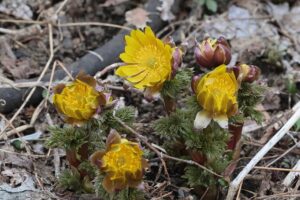 フクジュソウ2026年3月24日長沼町3月19日撮影