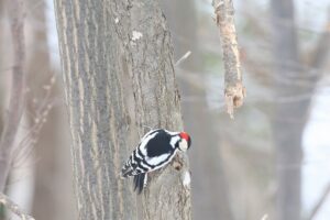 アカゲラ雄2026年3月3日