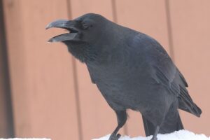 ハシブトガラス2026年3月31日