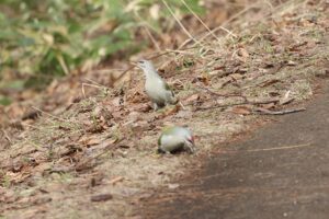 ヤマゲラ2026年3月31日ペア地面で採餌2
