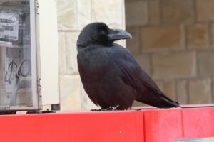 ハシブトガラス2026年3月17日