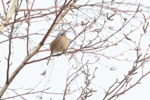 ホオジロ雄2026年3月31日囀り