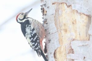 オオアカゲラ雄2026年3月24日