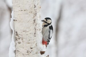 アカゲラ雌2026年3月31日