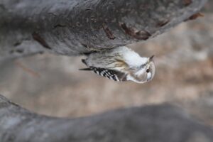 コゲラ2026年3月31日