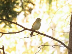 ルリビタキ2026年3月31日