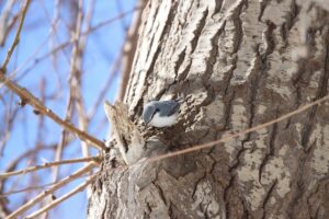 ゴジュウカラ2026年3月17日