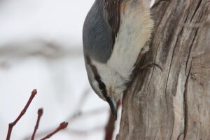 ゴジュウカラ2026年3月3日亜種シロハラゴジュウカラ