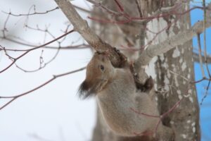 エゾリス2026年3月3日