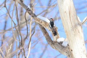 アカゲラ雄2026年3月17日
