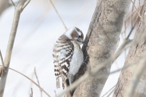 コゲラ2026年3月3日