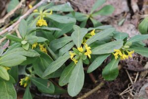 ナニワズ2026年3月24日長沼町にて撮影