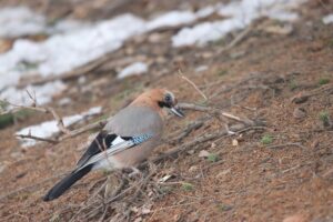 カケス2026年3月3日亜種ミヤマカケス