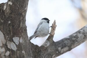 ハシブトガラ2026年3月24日
