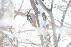オオアカゲラ雄2026年3月10日