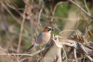 ミヤマカケス2026年3月24日