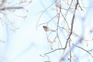 ベニヒワ雌2026年3月10日