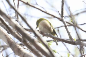 メジロ2026年4月18日