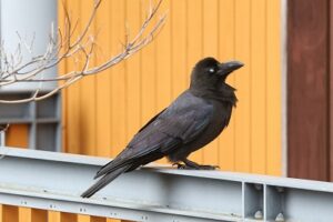 ハシブトガラス2026年4月12日