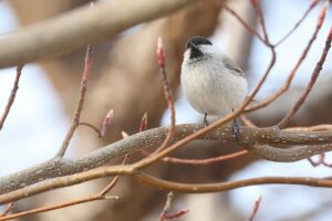 ハシブトガラ2026年4月12日