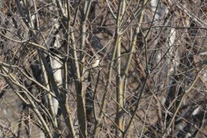 モズ雌2026年4月18日