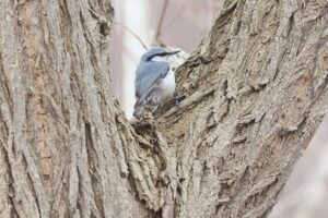 ゴジュウカラ2026年4月5日