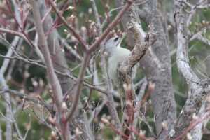 ヤマゲラ雌2026年4月5日