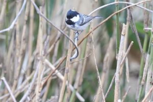 ヒガラ2026年4月12日