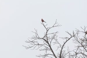 ベニマシコ雄2026年4月5日