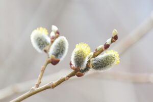 オノエヤナギ2026年4月5日