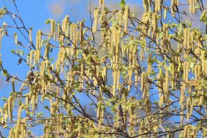 シラカンバ2026年4月26日雄花