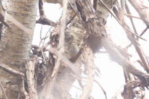 ウグイス2026年4月18日