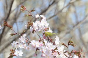 メジロ2026年4月26日桜とメジロのサクジロー