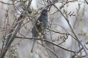 ヒヨドリ2026年4月12日