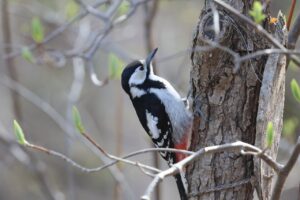 アカゲラ雌2026年４月26日