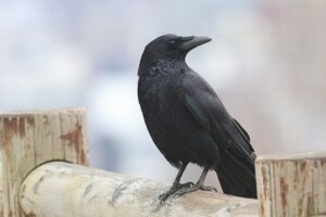 ハシボソガラス2026年4月12日