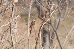 ホオジロ雄2026年4月5日