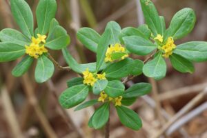 ナニワズ2026年4月5日