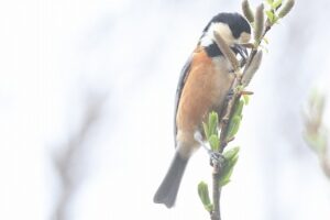 ヤマガラ2026年4月12日バッコヤナギの花を食べる