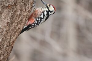 オオアカゲラ雄2026年4月5日