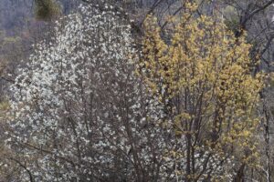 キタコブシ2026年4月26日2木全体とアカイタヤ