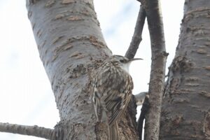 キバシリ2026年4月12日