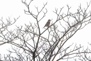ツグミ2026年4月26日