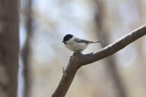 ハシブトガラ2026年4月26日