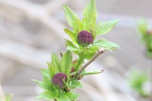 エゾニワトコ2026年4月12日