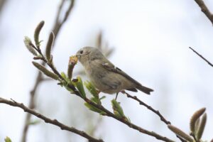 キクイタダキ2026年4月18日オノエヤナギの花を食べる