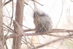 エゾリス2026年4月12日