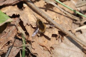 ビロウドツリアブ2026年4月26日