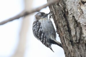 コゲラ2026年４月26日